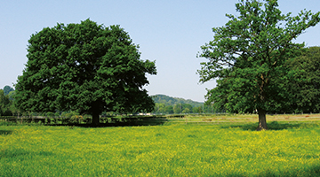 2 bomen in de groene omgeving van Houtem St. Gerlach